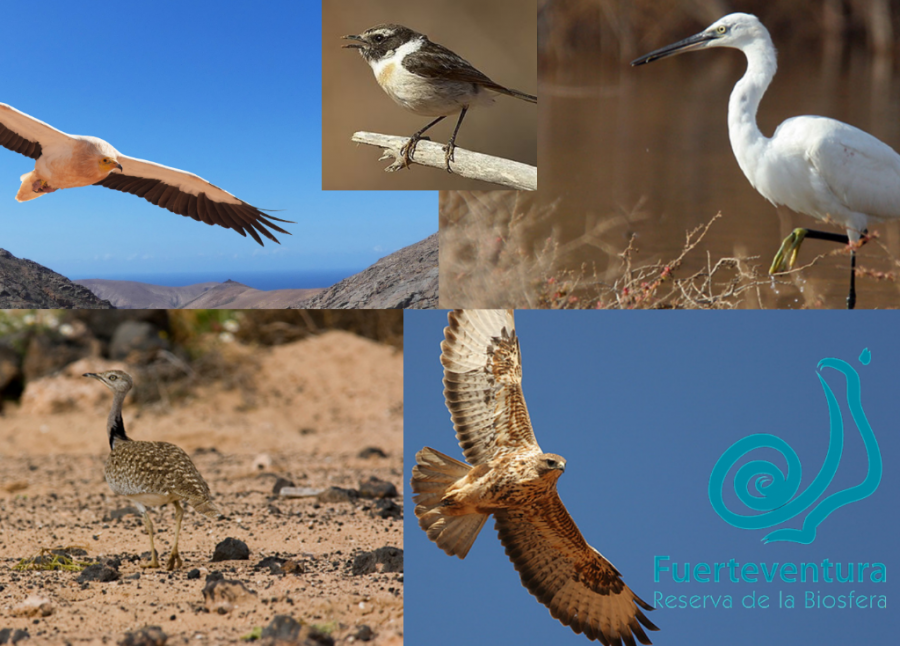 Fuerteventura Bird Identifier